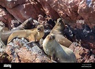 Los lobos marinos en las islas de Paracas en Perú Fotografía de stock ...