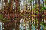 Big Cypress National Preserve: 6 ways to explore Everglades
