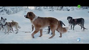 LA LLAMADA DE LO SALVAJE | Clip "Nuevo perro líder" | YA EN CINES - YouTube