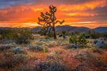 Foto Kalifornien USA Joshua Tree National Park Natur Parks Bäume