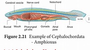 Vedio 6 / chapter 2 / Urochordata and cephalochordata - YouTube