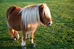 9 Things You Didn’t Know About The Shetland Pony