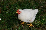 Applegarth Farm: Cornish Cross and a chicken tractor