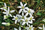 How to Grow and Care for Star of Bethlehem Flower