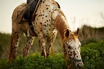 20 Gorgeous Images Of Appaloosa Horses To Make Your Day