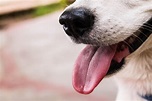 Is Dog Saliva Clean? | Pet Love That