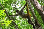 Affen - Costa-Rica Insider