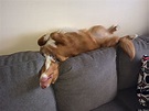 This Adorable Dog Sleeps and Plays In Some Really Interesting Positions ...