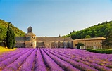 Marsiglia e la lavanda in fiore della Provenza - Turismo News