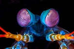 Datos curiosos cámaron mantis | Wiki | Biología ∞ Amino