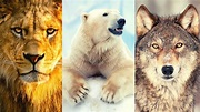 23 ANIMALES CARNÍVOROS, sus características y forma de vida🐯🐺🦁 - YouTube