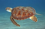 Gulf Coast Sea Turtles | Outdoor Gulf Coast of Northwest Florida