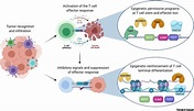 Mechanisms of T cell exhaustion guiding next-generation immunotherapy ...