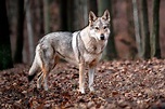 Todo sobre el Perro Lobo de Saarloos - Características y fotos