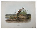 John Woodhouse Audubon (American 1812-1862): 'Mus Aureolus Aud & Bach ...