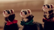 Santa's Little Ferrets - Movies on Google Play