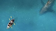 Knorpelfisch als Stalker: Seht den Trailer zum Hai-Horrorfilm "The Reef ...