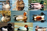 Razas de Patos - Características, Hábitat y Cría | CurioSfera-Animales
