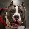 The Truth About the American Bully Dog Breed - K9 Web