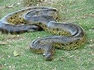 Green anaconda largest snake ever recorded - bdafrance