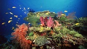 Trophic Levels of Coral Reefs | Sciencing