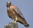 Creature Feature: Red-shouldered Hawk (Buteo lineatus) – Columbus Audubon