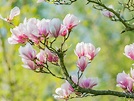 Magnolia Tree Care - How To Grow Healthy Magnolia Trees