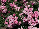 Bodendecker-Rose 'Palmengarten Frankfurt' ® - Rosa 'Palmengarten ...