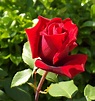 Fotos gratis : flor, pétalo, florecer, Floribunda, Flor de rosa, planta ...