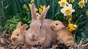 HD wallpaper: Bunny Family, rabbits, ears, babies, animals | Wallpaper ...
