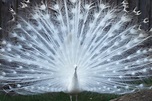 Free photo: White peacock bird - Animal, Bird, Bushes - Free Download ...
