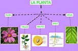 Mapa Mental De Las Plantas - EDULEARN