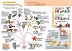 2. CLASIFICACIÓN DEL REINO ANIMAL - EL REINO ANIMAL