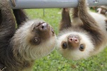 It's Sloth Week, so here's 10 great facts about sloths | Metro News