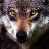 Wolf gesicht Kostenloses Stock Bild - Public Domain Pictures