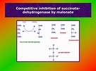 PPT - Alcohol metabolism – the role of K M PowerPoint Presentation ...