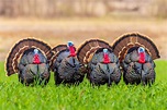 Know Your Wild Turkey Subspecies - The National Wild Turkey Federation
