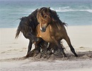 Sable Island horse - Alchetron, The Free Social Encyclopedia