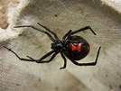 Araña viuda negra: Carácterísticas, picadura, veneno, sintomas y más