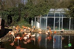 Chile-Flamingo - Zoo Osnabrück | Freizeitpark-Welt.de