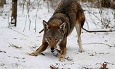 Red Wolf | Defenders of Wildlife