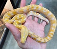 75% Super Dwarf Albino Reticulated Python by Pet Kingdom - MorphMarket