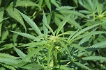 File:Cannabis sativa plant (7).JPG - Wikimedia Commons