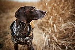 What are the symptoms of rocky mountain spotted fever in dogs ...