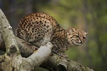 Gato-do-mato: confira descrição, espécies e curiosidades | Guia Animal