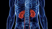 Las 5 partes del riñón y cómo funcionan
