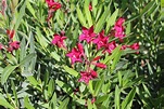 Nérium Oleander Nana Red