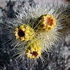 Petals to Pages: Jumping Cholla Cactus