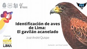 Gavilán acanelado, el ave rapaz más común de Lima, ¿Cómo identificarlo ...
