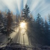Download wallpaper: Sun rays through forest trees 2048x2048